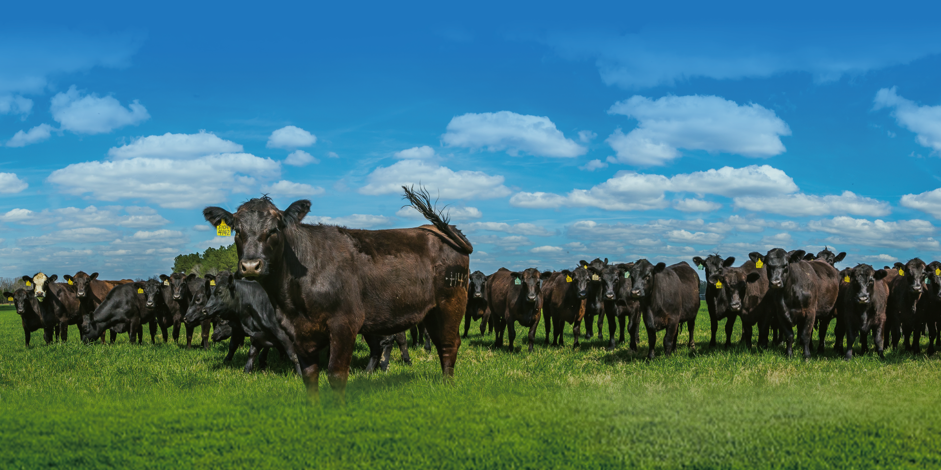 智能引领肉牛产业未来