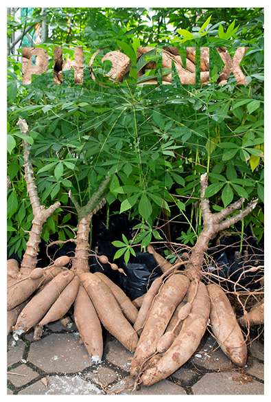 Cambodia Phoenix Industry grows high-quality cassava