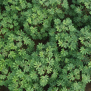 Cambodia Phoenix's Corporate Values - Environmental Protection Cambodia Phoenix's Corporate Values - Environmental Protection