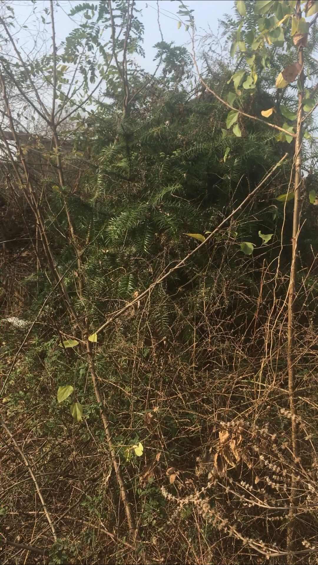 上海两代风水师颂德篇