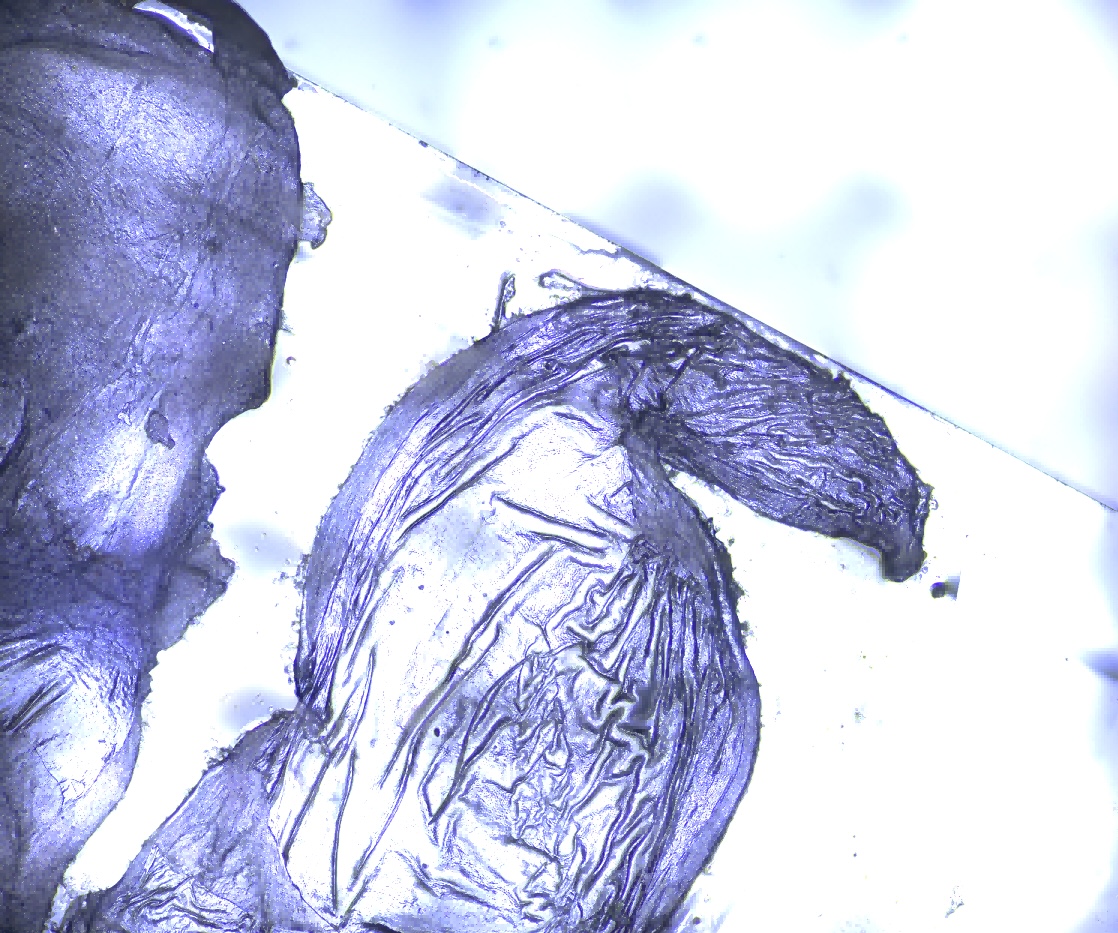 凯视迈3D数码显微镜应用于生物角膜形貌观察