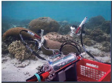 使用珊瑚原位呼吸测量仪研究健康珊瑚礁和死亡珊瑚礁的钙化