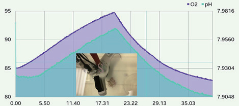 水族箱中红藻孵育测量