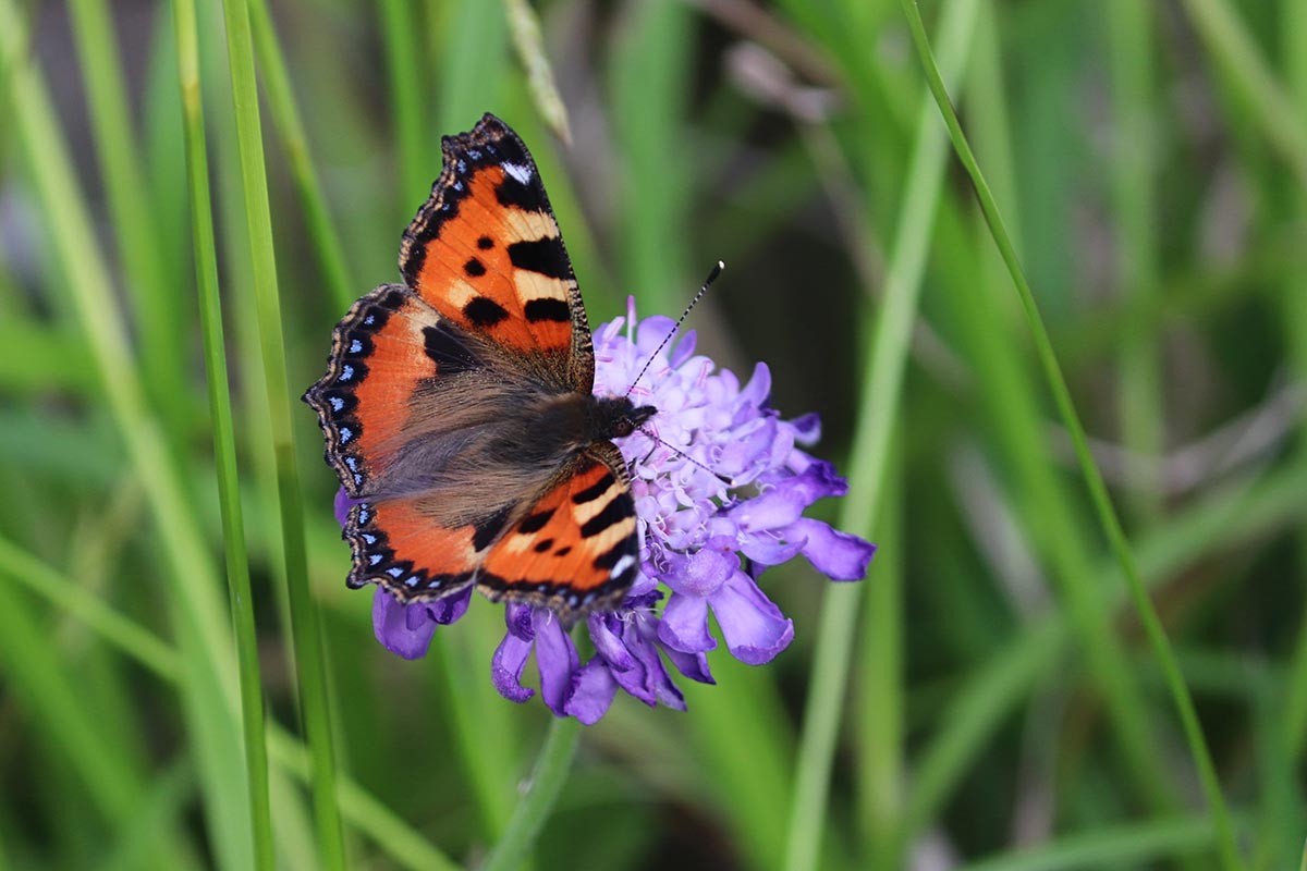 不要讓孩子聽斜草中的真理、我不能感動一條河流