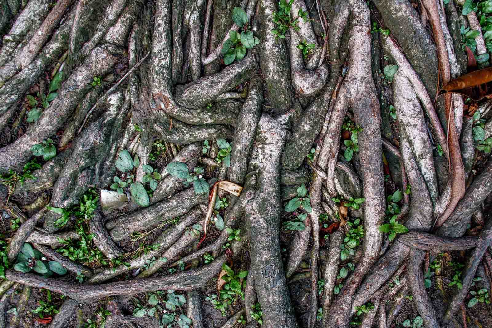 《大三巴旁，澳門博物館門口的古榕》