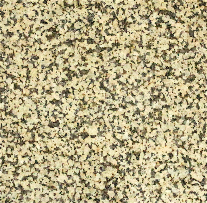 Chrysanthemum Yellow