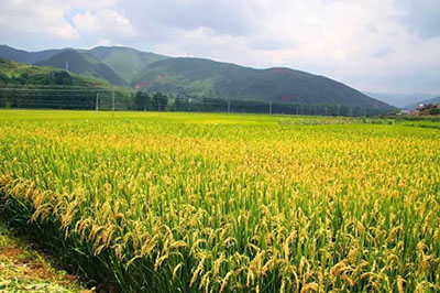 硫酸鎂在農(nóng)業(yè)界的應(yīng)用