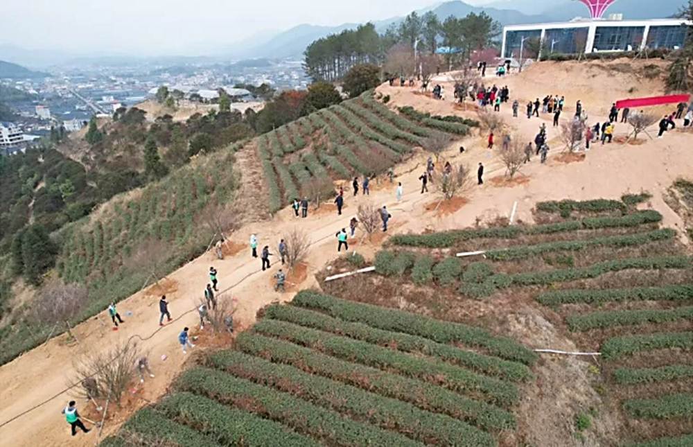 兩岸青農在漳平共植“同根林”