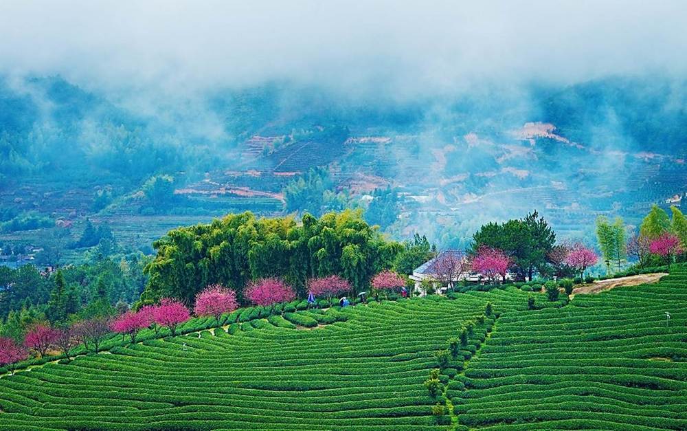 春暖花海｜福建龍岩漳平 粉櫻襯茶山 邂逅最美春景