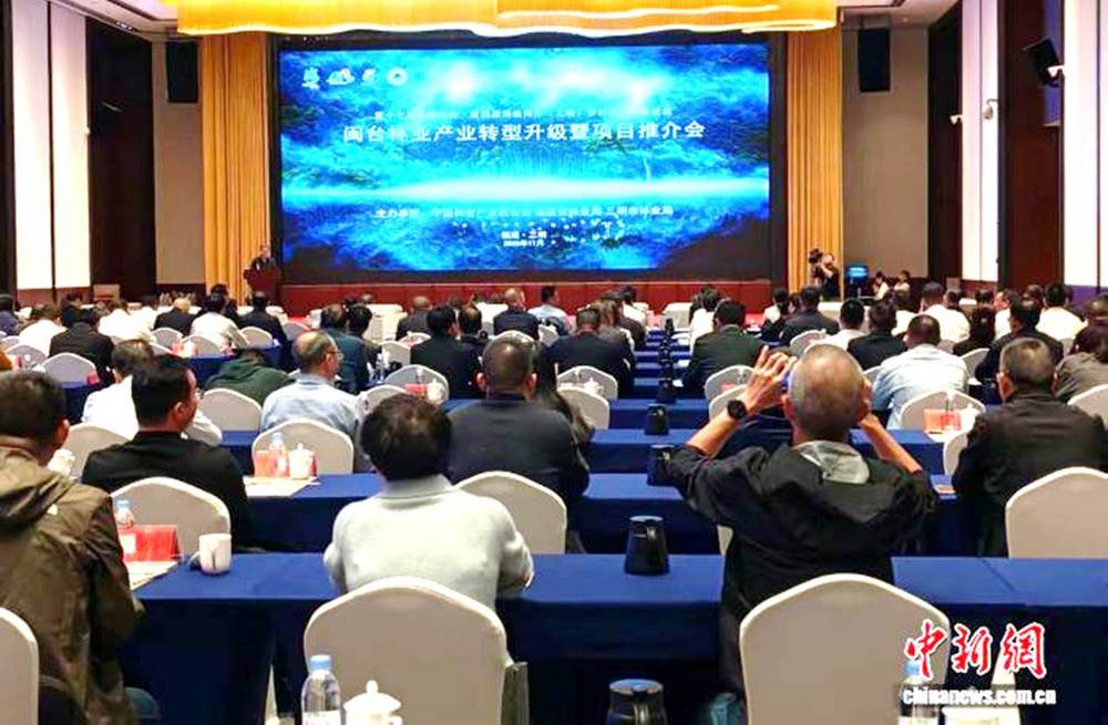 福建三明：閩台林業共促升級 融合發展賦能“綠都”