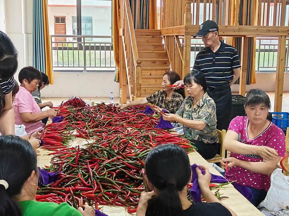 【寶島美人椒記述】福建台青創農基地：辣椒產業升級促鄉村振興