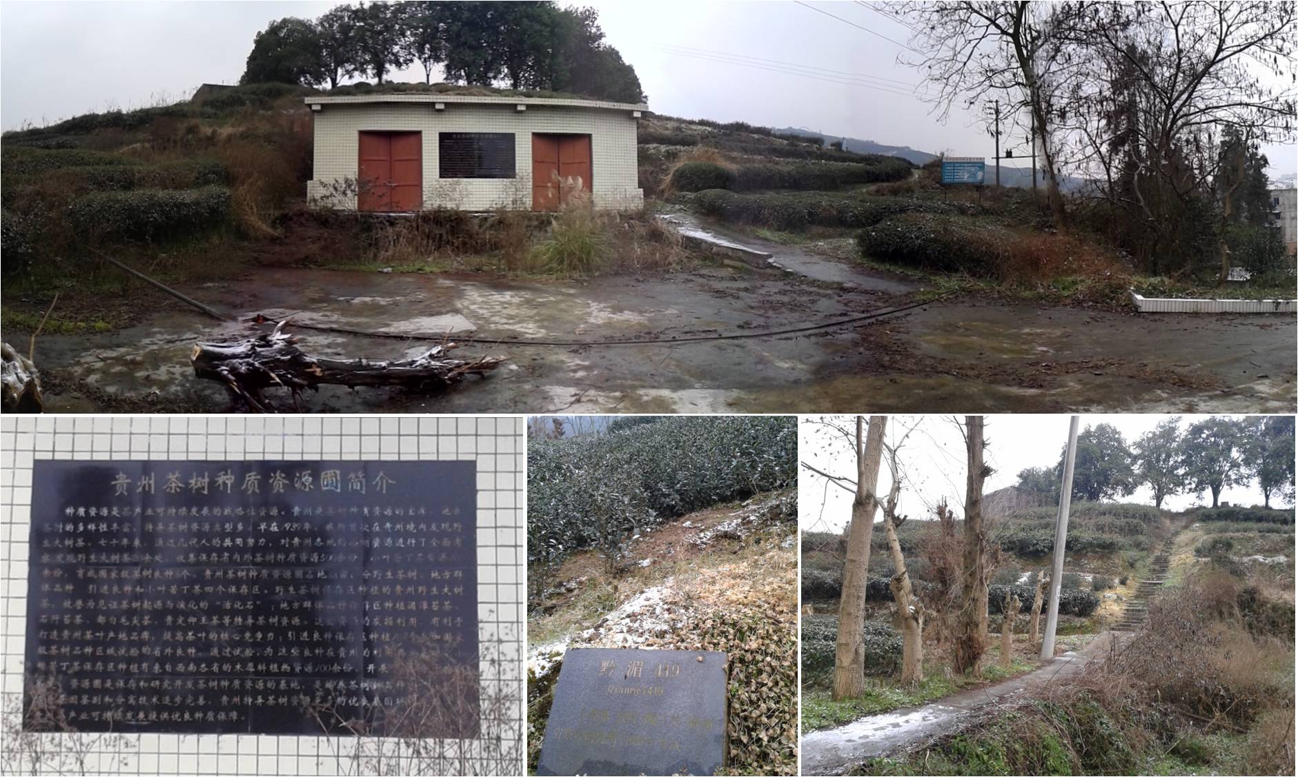 記湄潭茶聖地之五步，吟詩八景必遊桐子坡