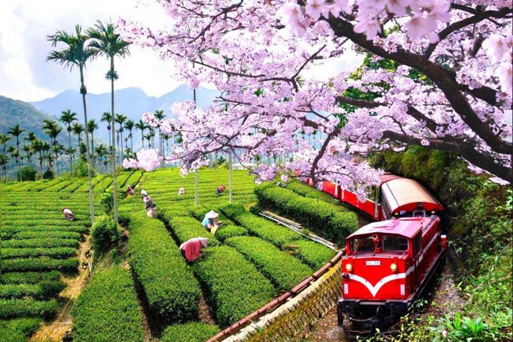 2023台灣最強觀光景點出爐！阿里山竟然只排第9，遊樂園、老街冠軍令人跌破眼鏡