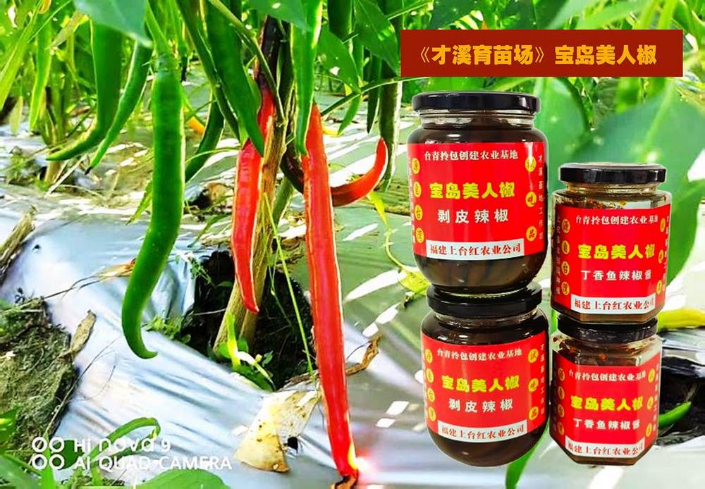 台青農場專題：《才溪育苗場》寶島美人椒鋪就地方特色產業新路