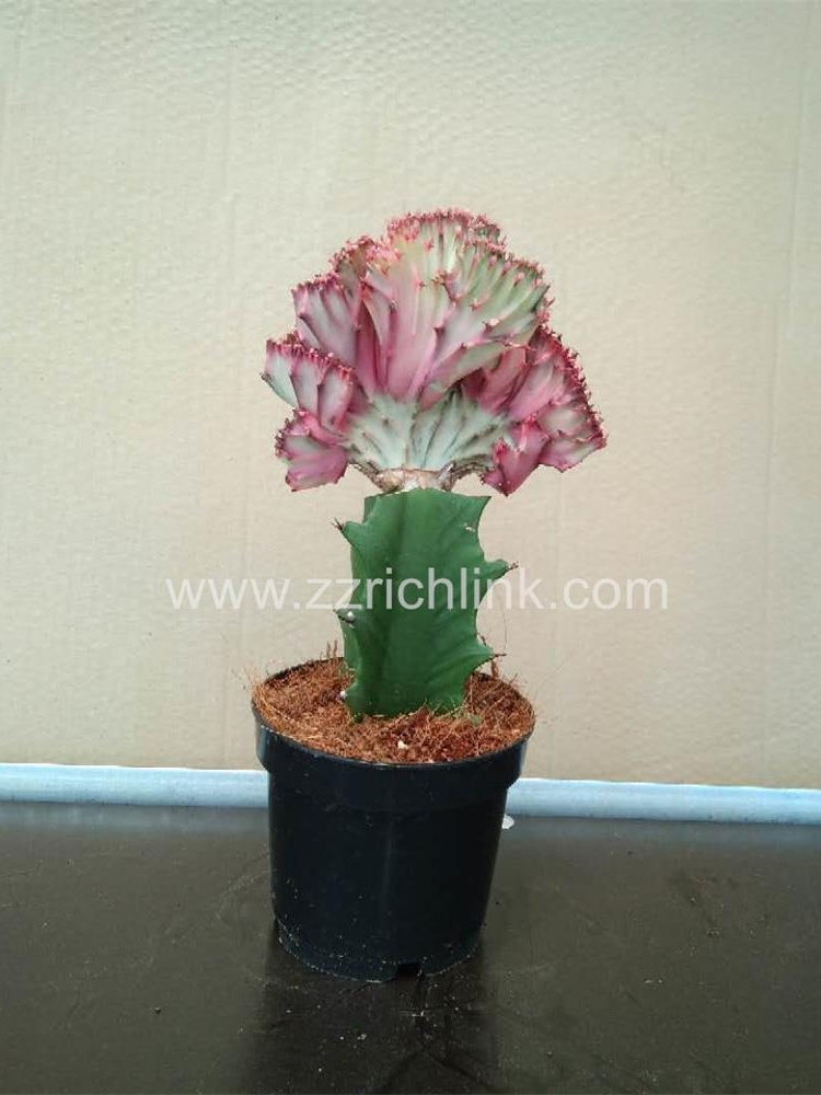 Euphorbia Lactea f. Cristata'Variegata'