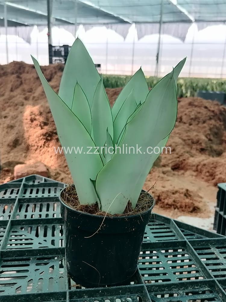 Sansevieria Trifasciata Prain (5pp)
