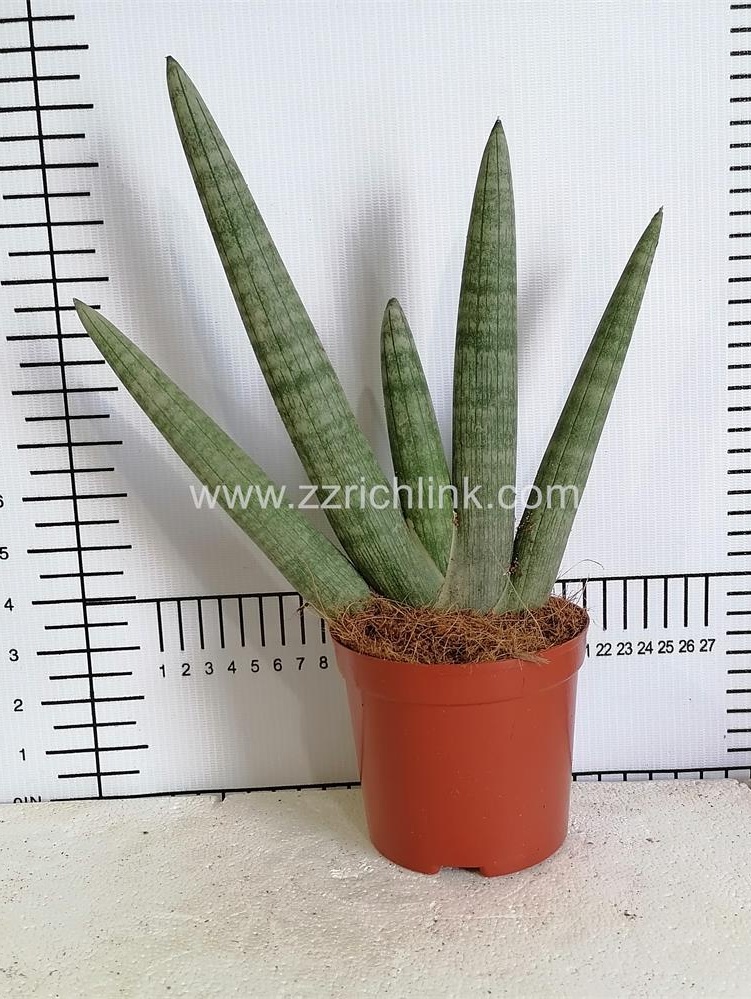 Sansevieria Cylindrica palm shaped