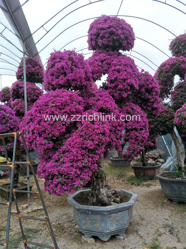Bougainvillea Glabra