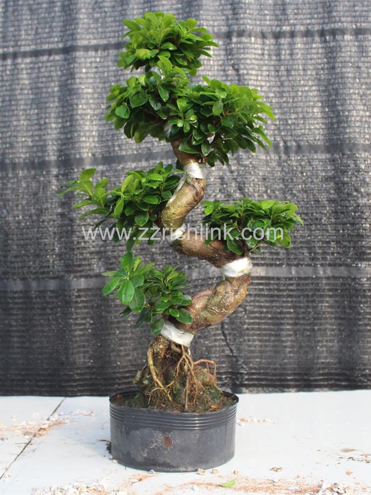Ficus S Shape H60-70cm