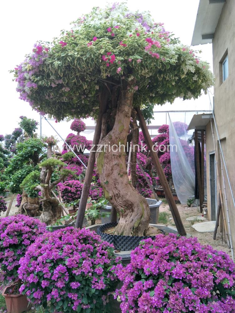 Bougainvillea Glabra