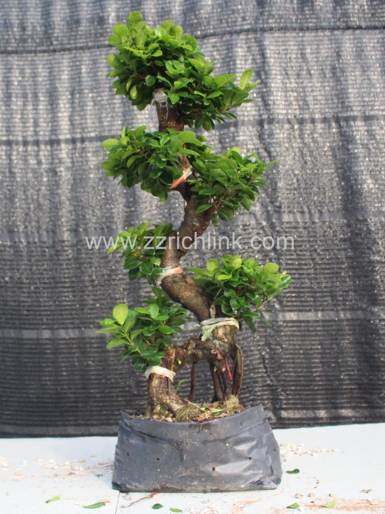 Ficus S Shape H70-80cm