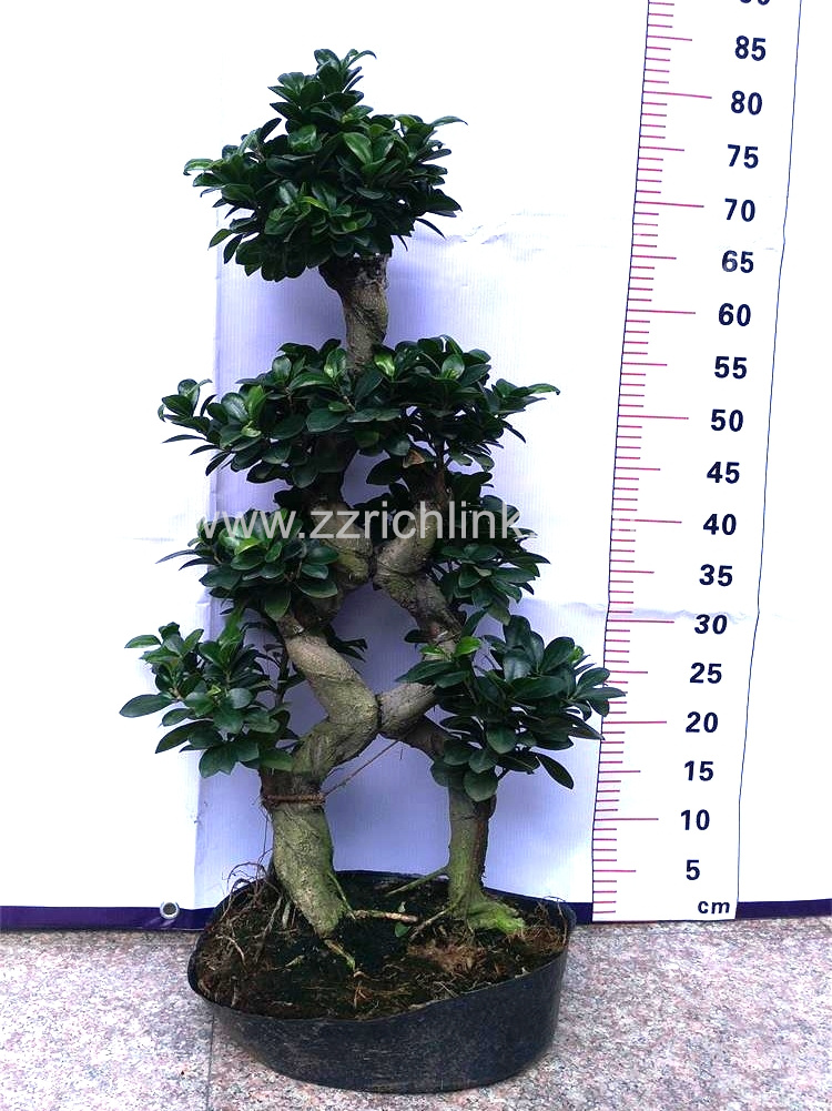 Ficus 8 Shape H70-80cm