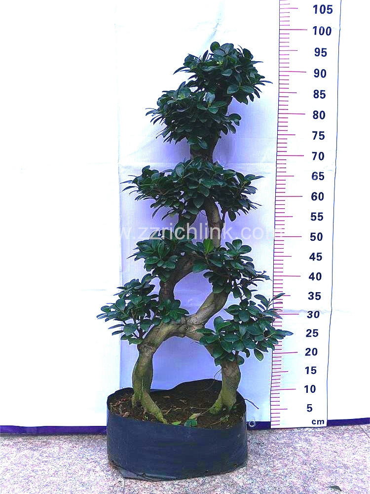 Ficus 8 Shape H80-90cm