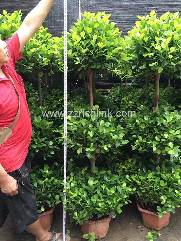 Ficus design bonsai-15