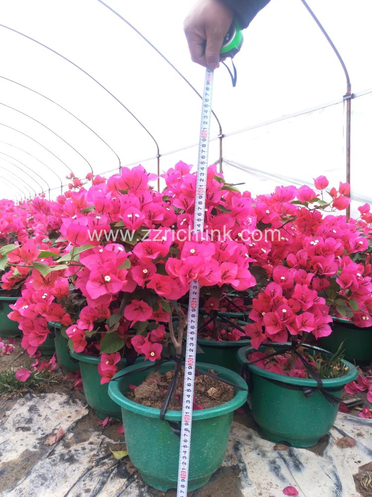 Bougainvillea Glabra