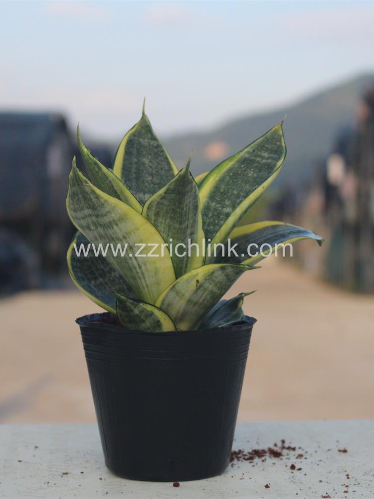 Sansevieria Trifasciata Cv.'Golden Hahnii'