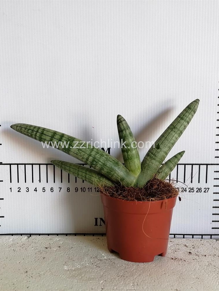 Sansevieria Cylindrica palm shaped