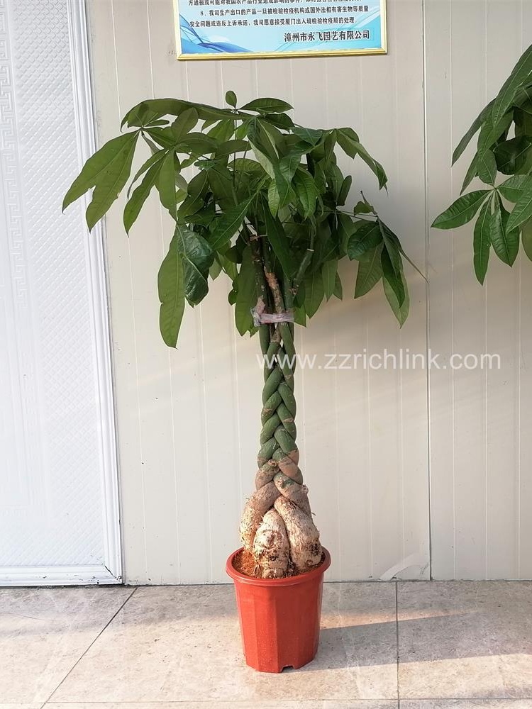 Pachira old seedings poted H90-120cm