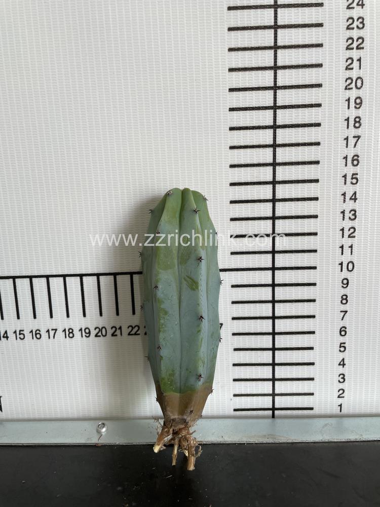 Myrtillocactus geometrizans