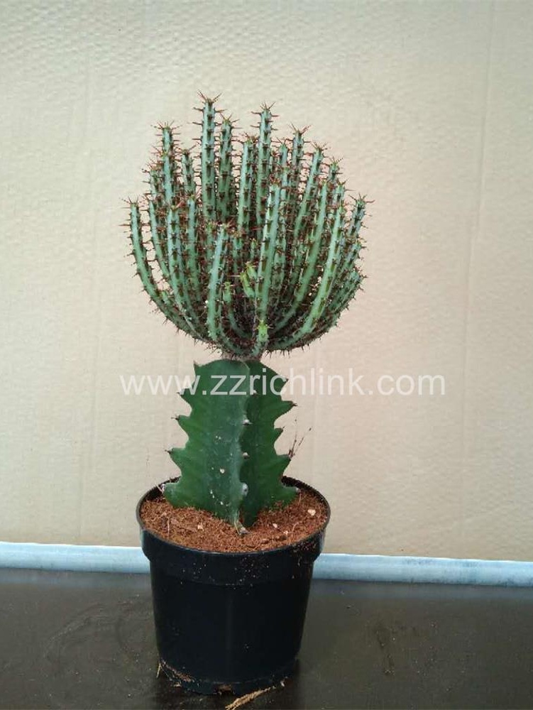 Euphorbia Aeruginosa
