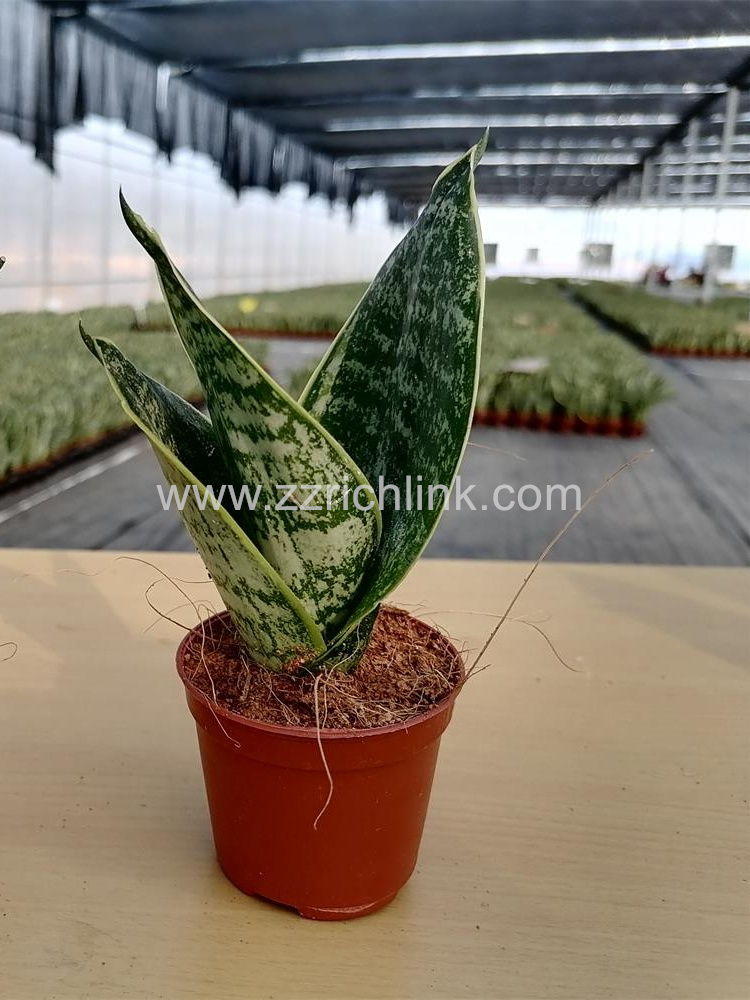 Sansevieria Trifasciata 'Mini Superba'