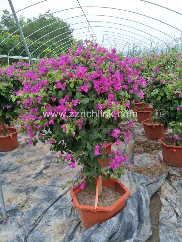 Bougainvillea Glabra