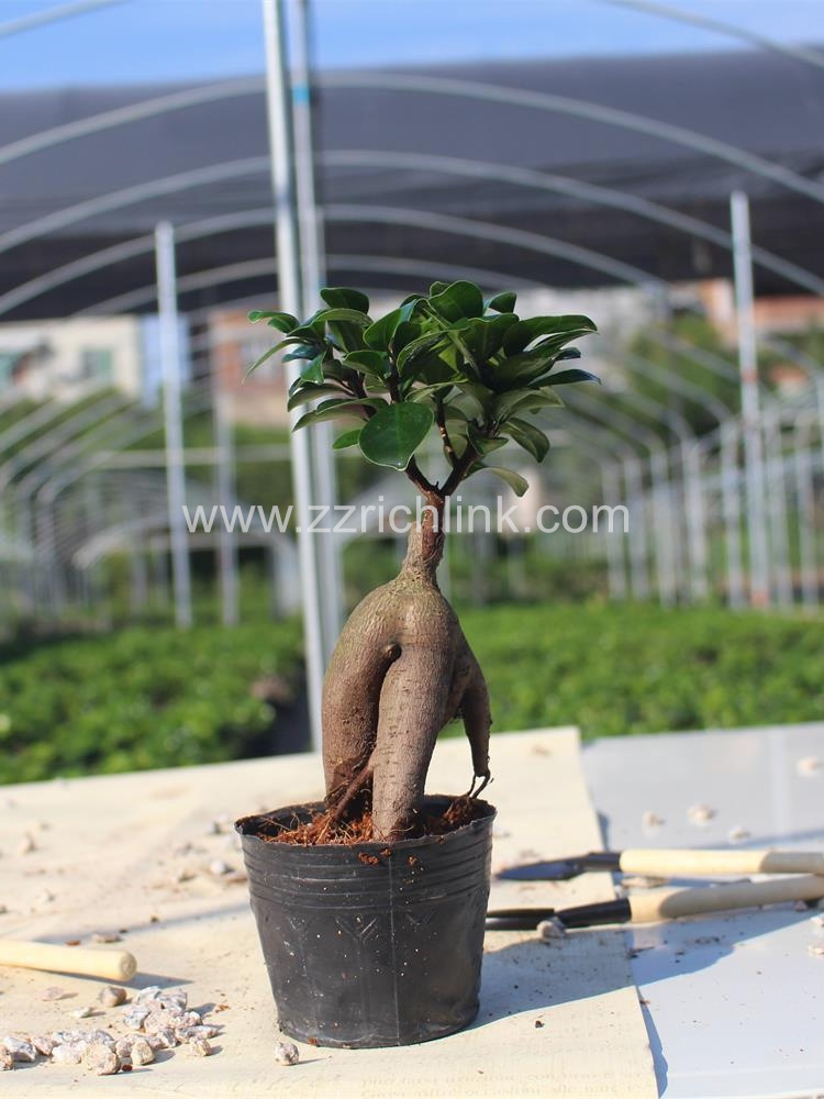 Ficus Microcarpa 100g
