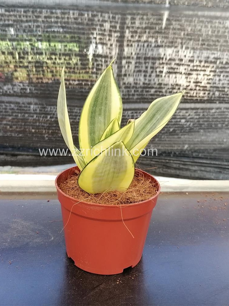 Sansevieria Trifasciata Cv.'Golden Hahnii'