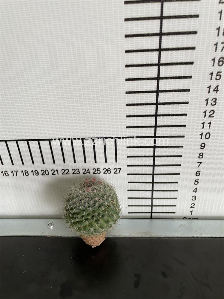 Mammillaria hahniana