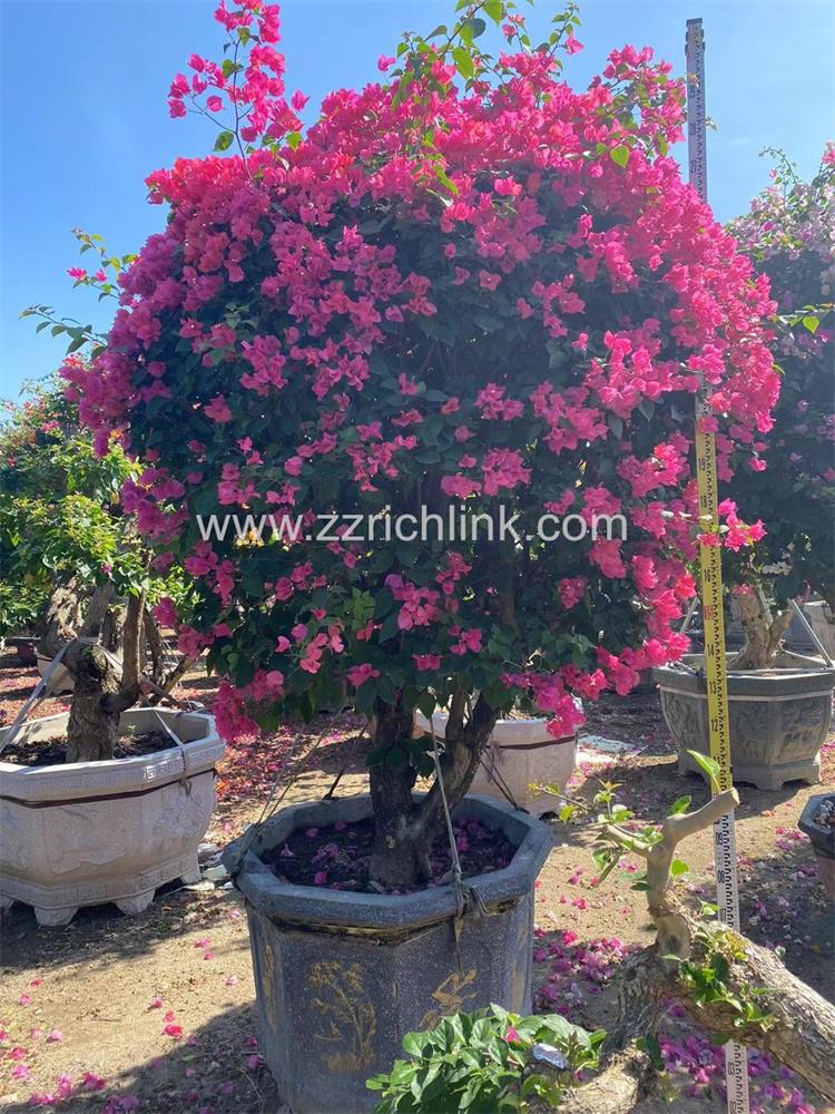 Bougainvillea Glabra