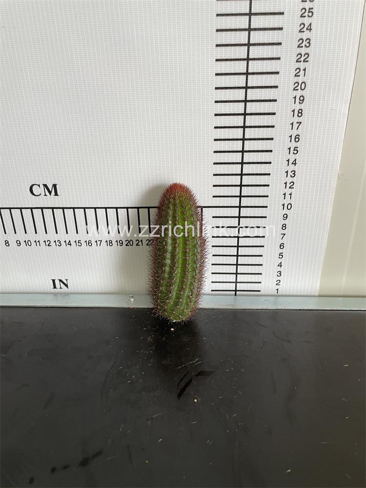 Cleistocactus winteri