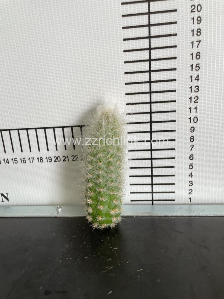 Espostoa lanata