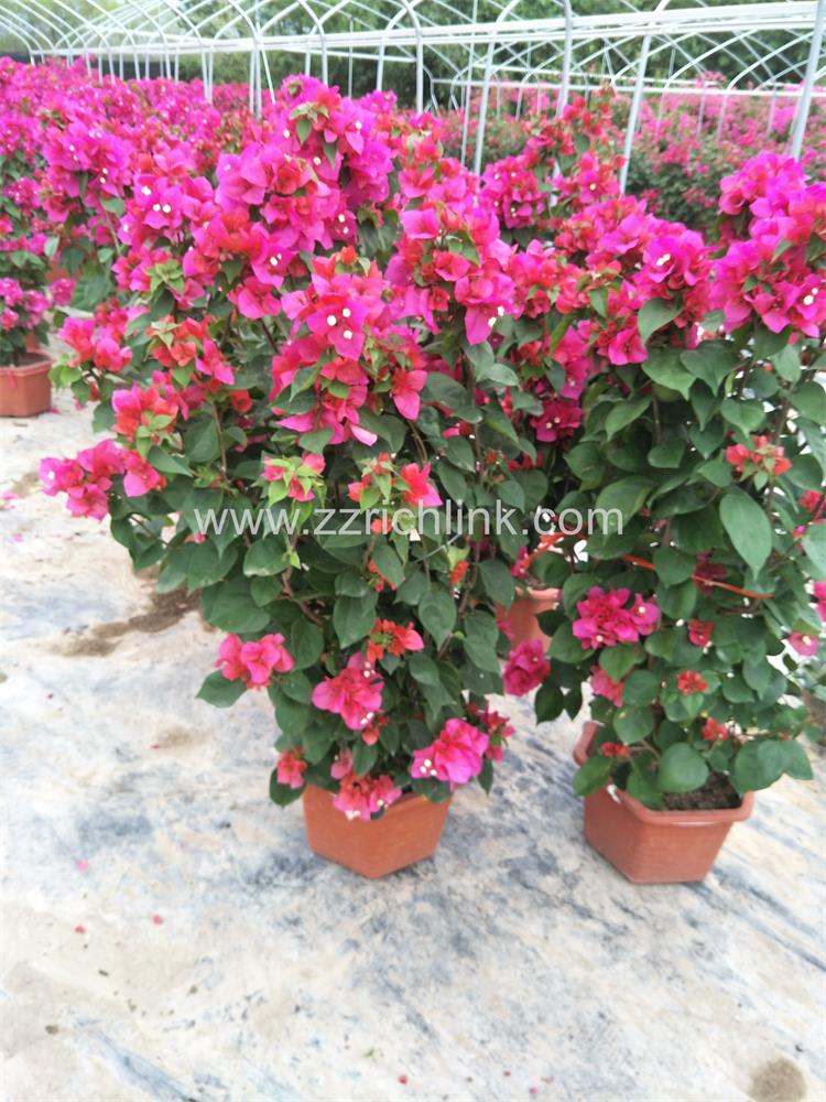 Bougainvillea Glabra