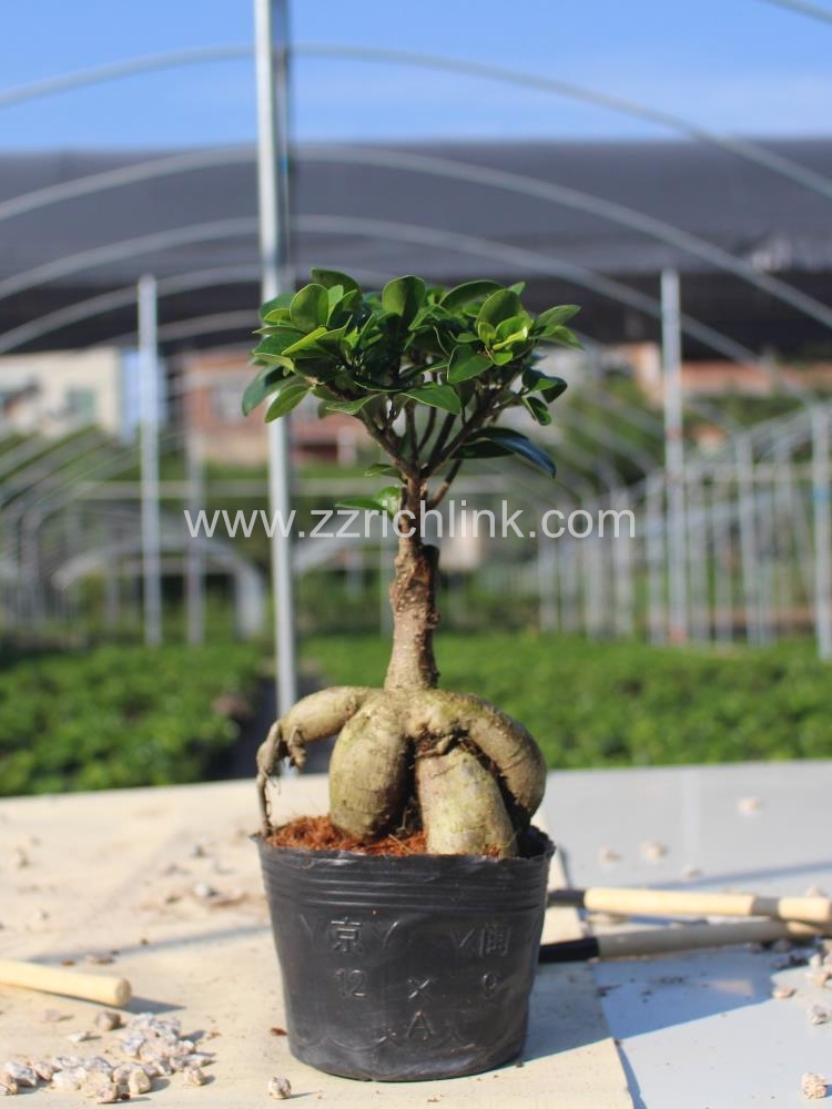 Ficus Microcarpa 150g