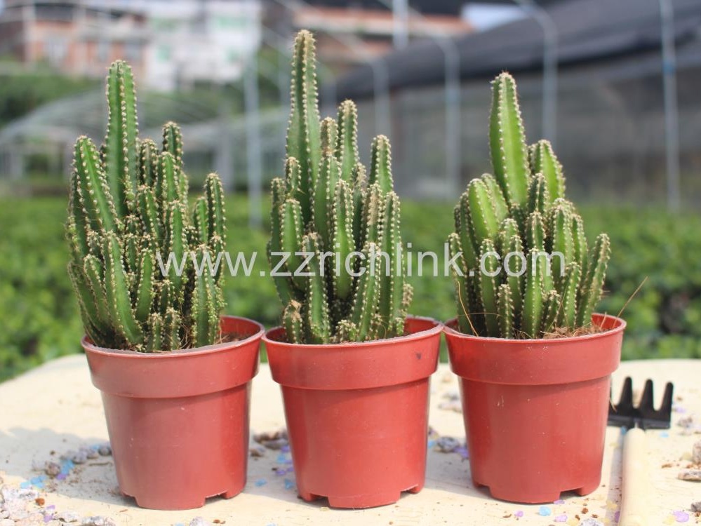 Cereus Hildmannianus Ssp. Uruguayanus 'Fairy Castle'
