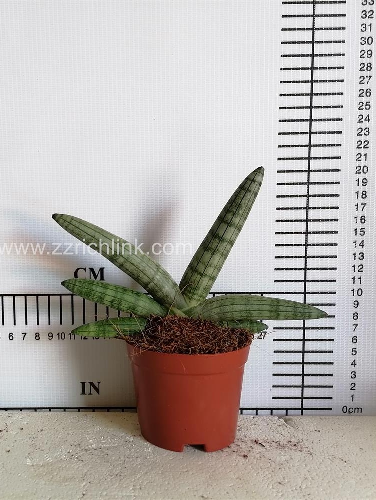 Sansevieria Cylindrica palm shaped