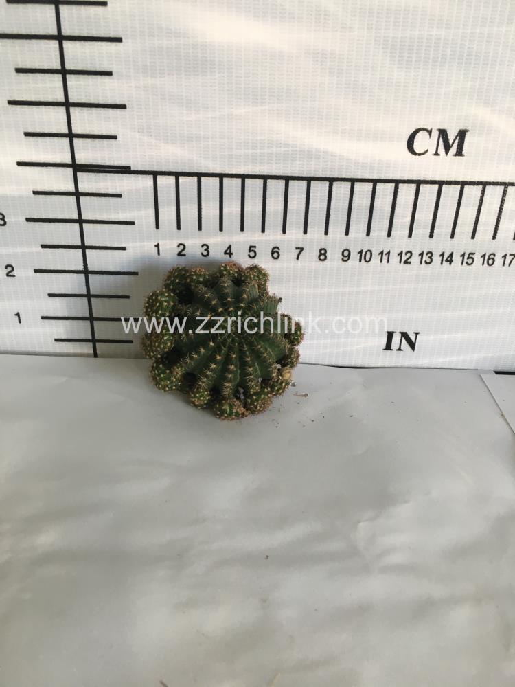 Echinopsis Arachnacantha