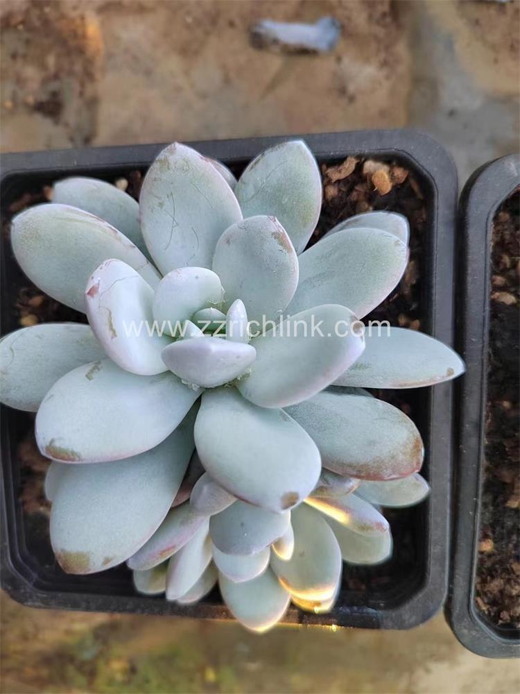 Succulent Plants
