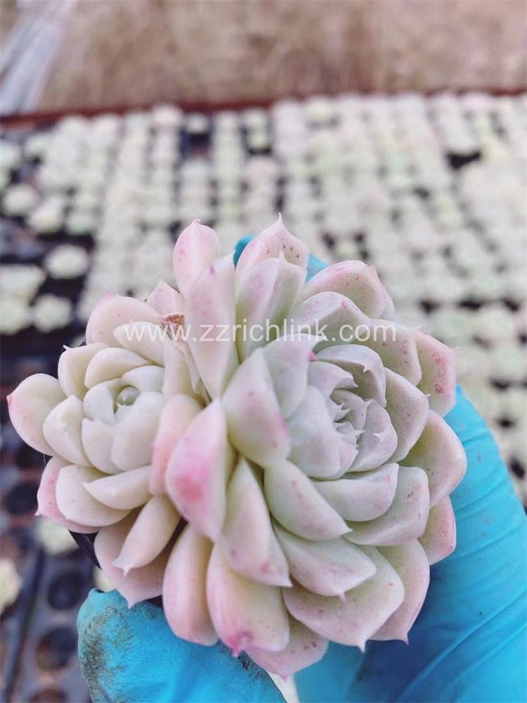 Succulent Plants