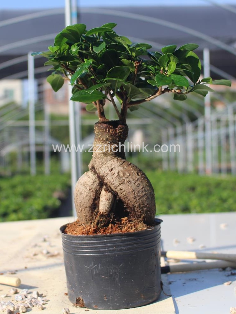 Ficus Microcarpa 250g